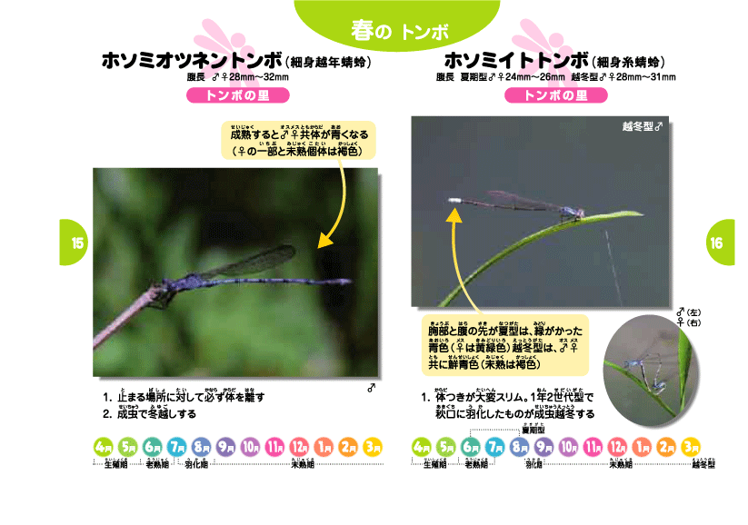 トンボ観察ハンドブック ホソミオツネントンボ ホソミイトトンボ